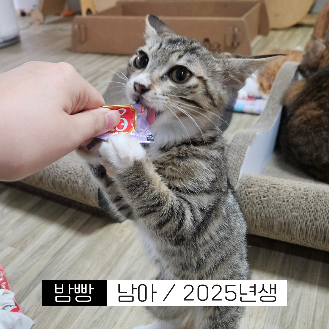 밤빵ㅇ.jpg