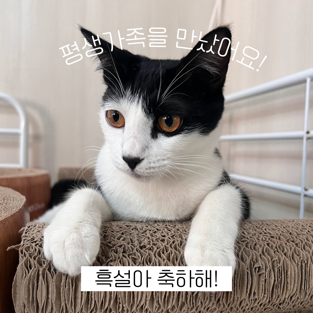 흑설.jpg