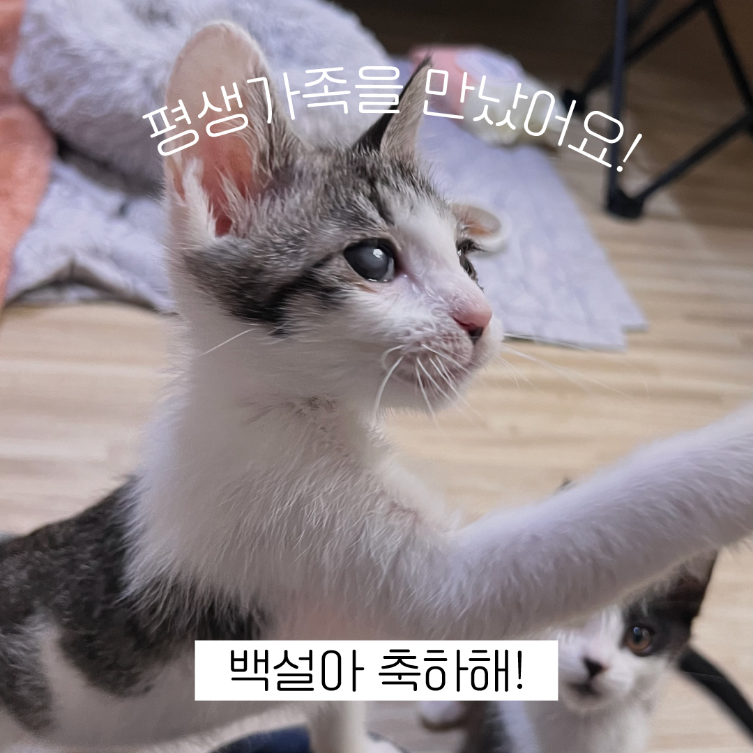 백설아축하해.jpg