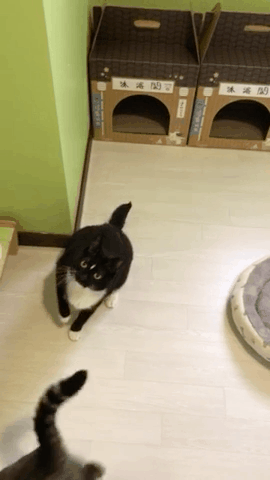 포청천2.gif