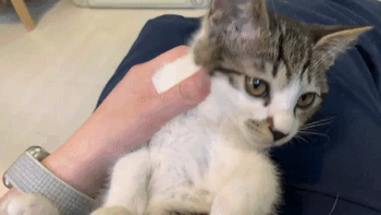 3.gif