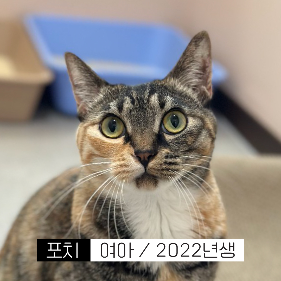 포치.jpg