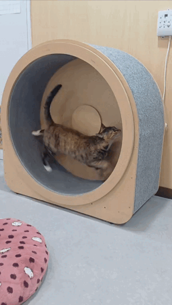 포치 (3).gif