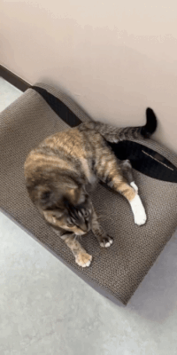 포치 (2).gif