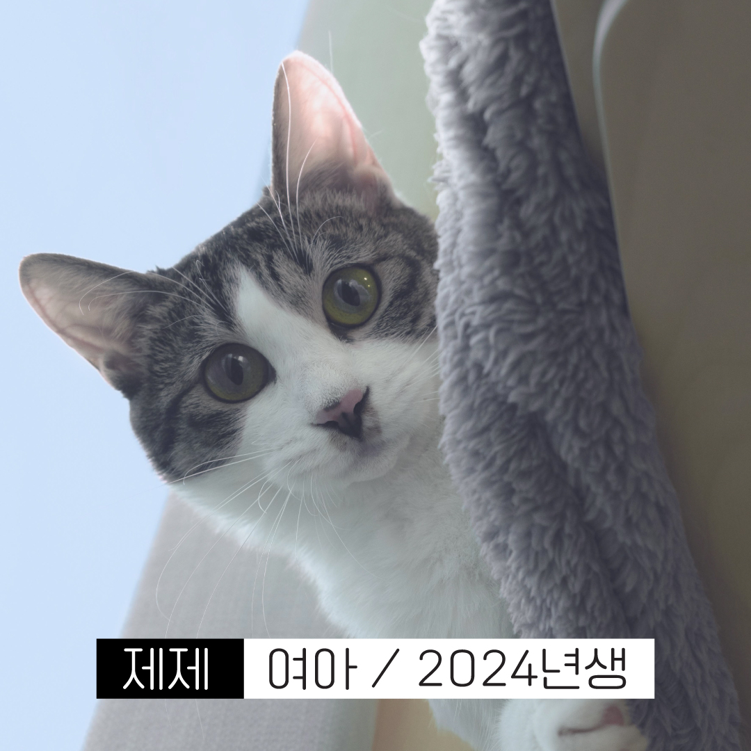 제제썸네일.jpg