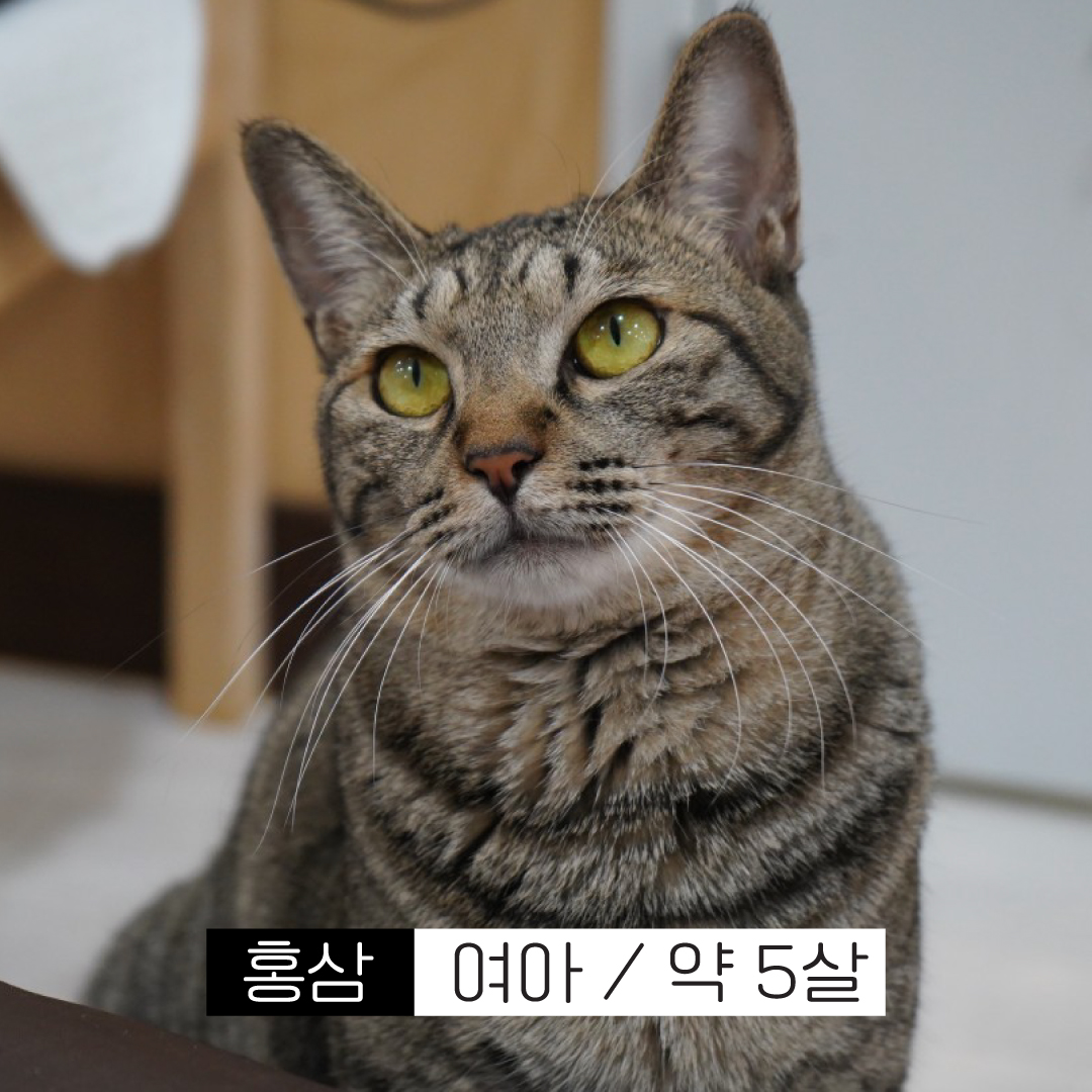 홍삼.jpg