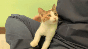 찰떡1.gif
