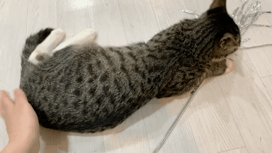 곤이.gif