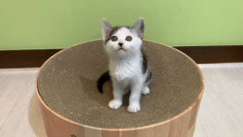 그루3.gif
