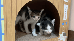 알남매.gif