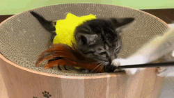 나루2.gif