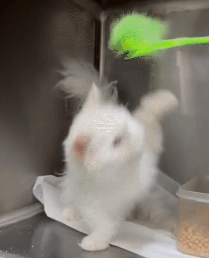 솜이 강아지풀.gif