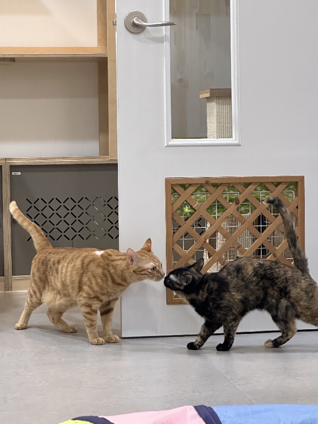 막찌와 꼬꼬.jpg