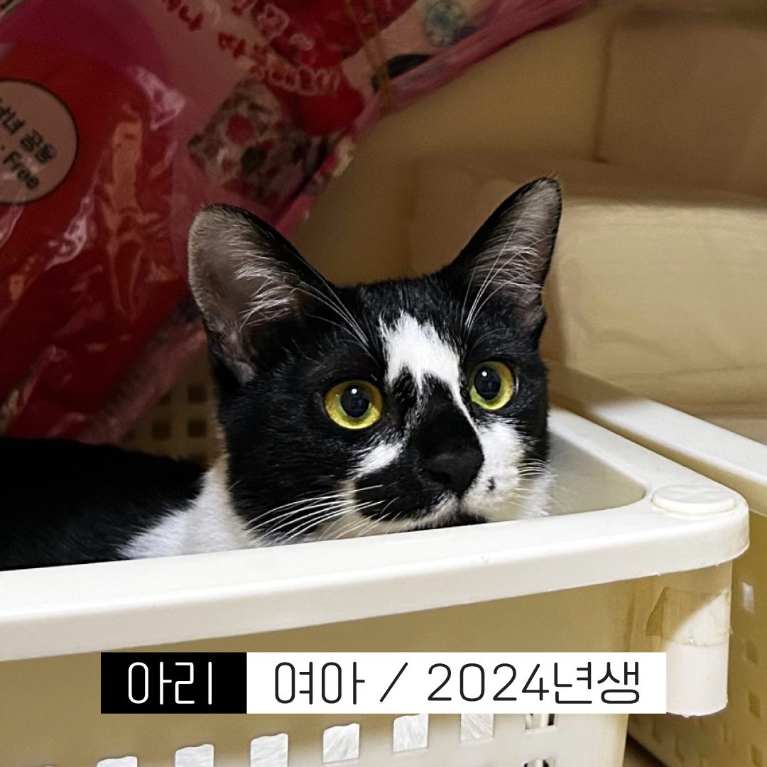 아리썸네일.jpg
