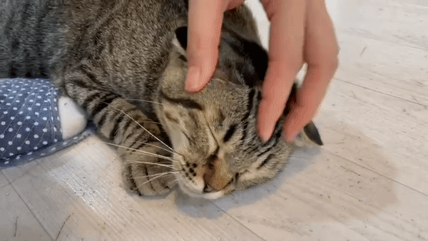 맹밤_쓰담쓰담.gif