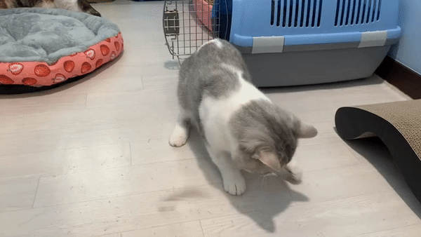 호동이 깃털.gif