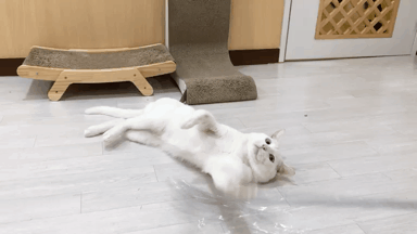 소금이.gif