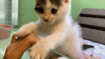 사랑 (4).gif