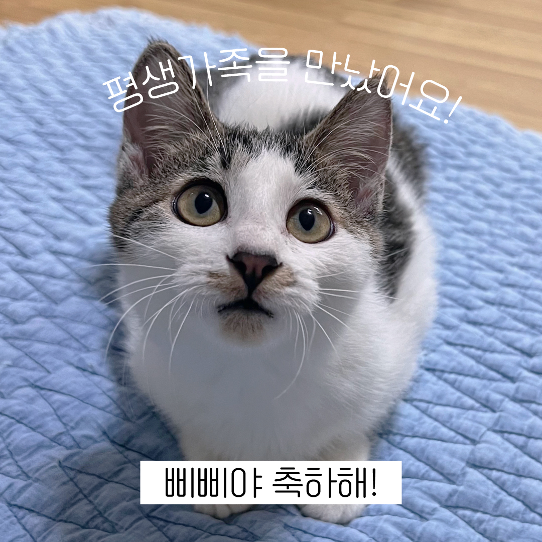 삐삐야축하해.jpg