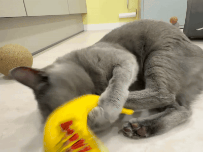 달리 (2).gif