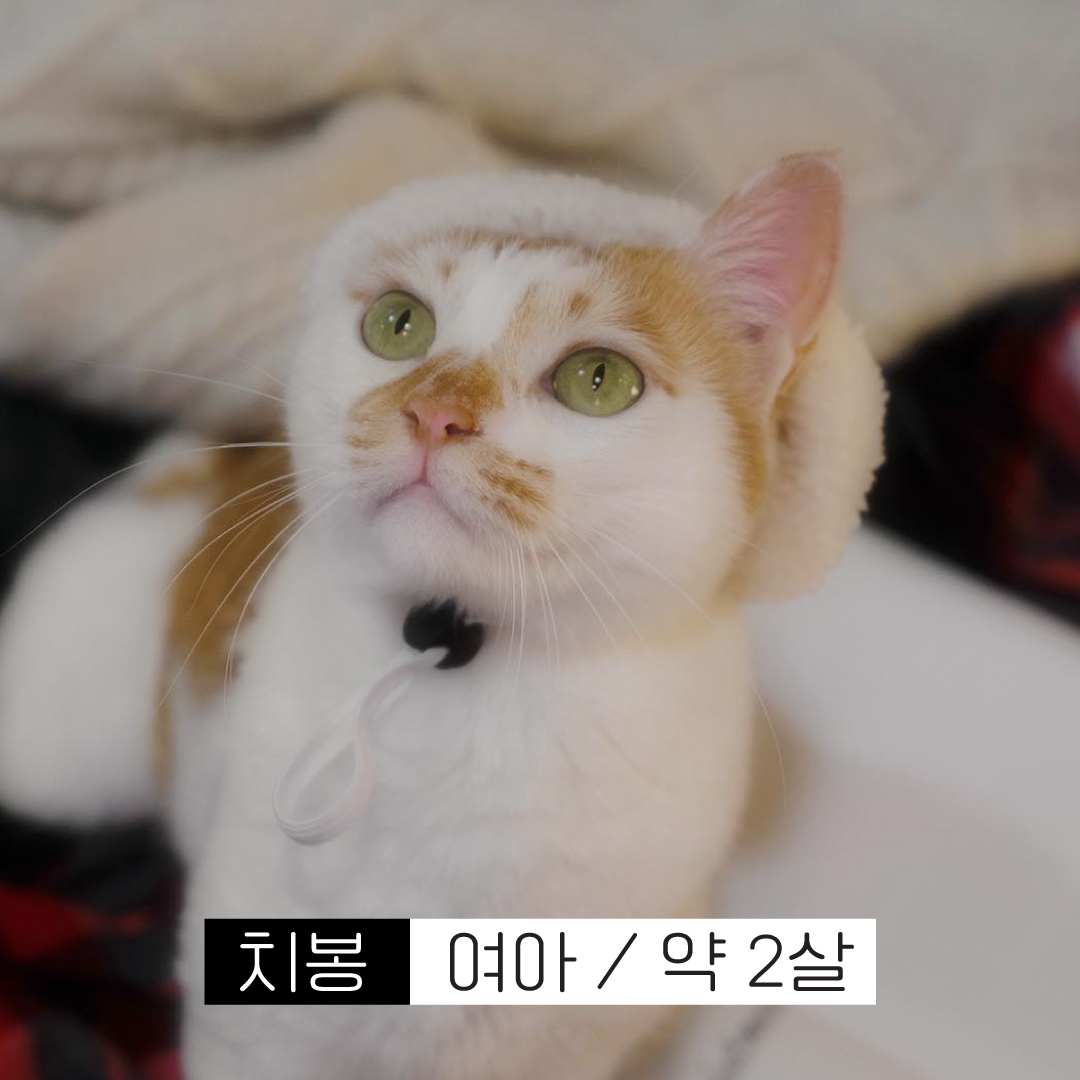 치봉.jpg