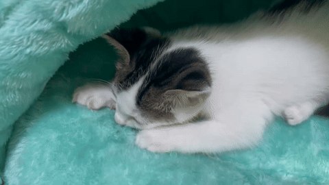삐약이.gif