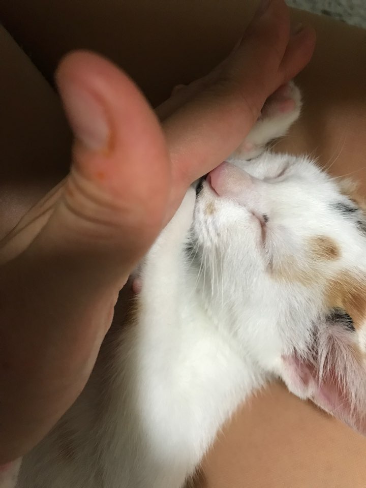 KakaoTalk_20171012_155419999.jpg