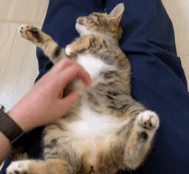 숭늉 (3).gif