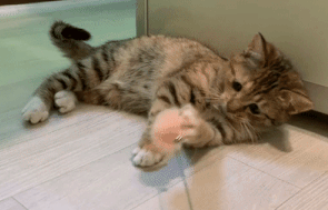 숭늉.gif