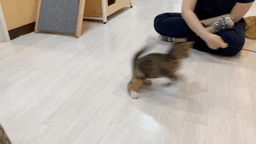봄봄2.gif
