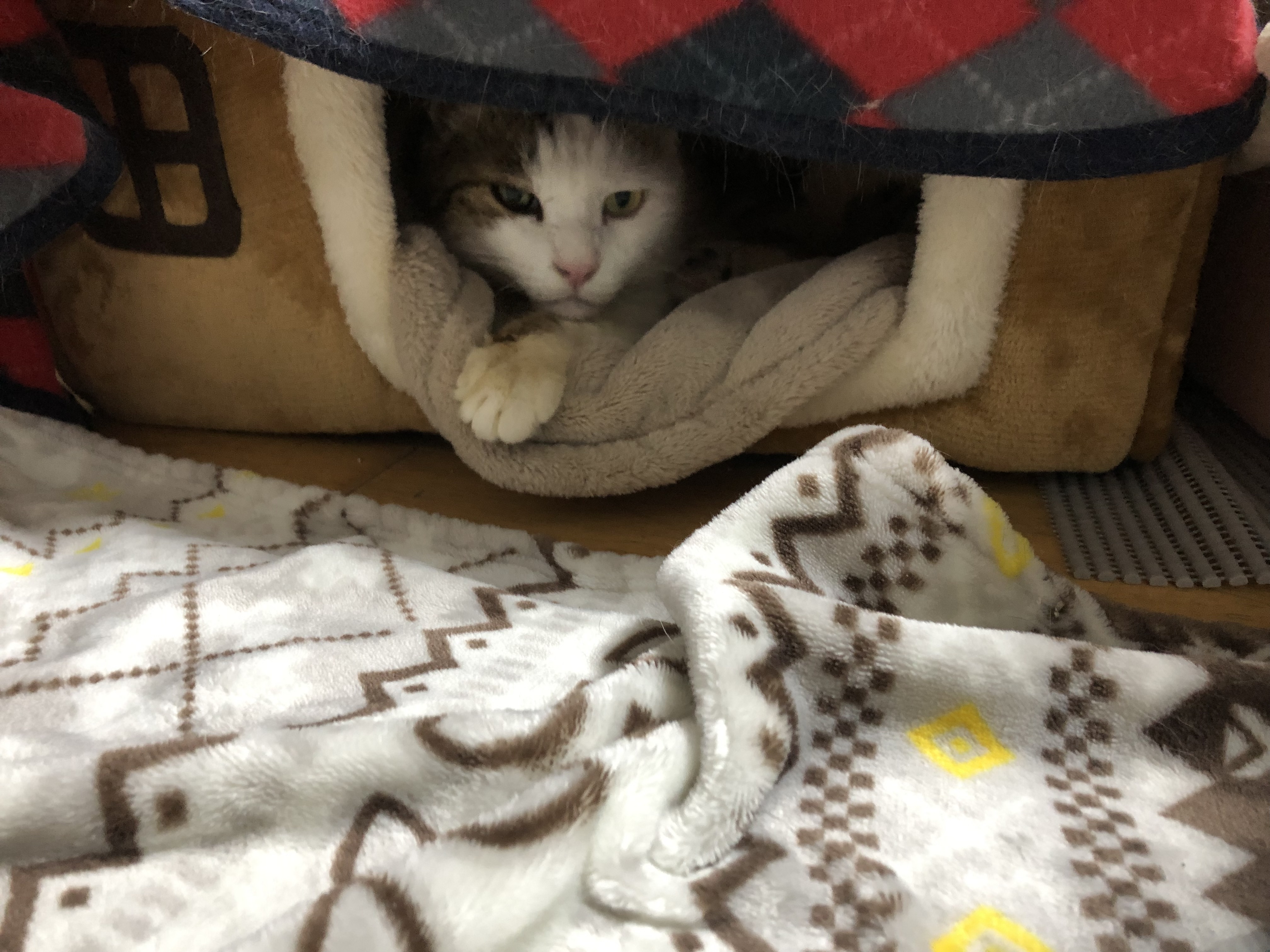 IMG_5452.jpeg