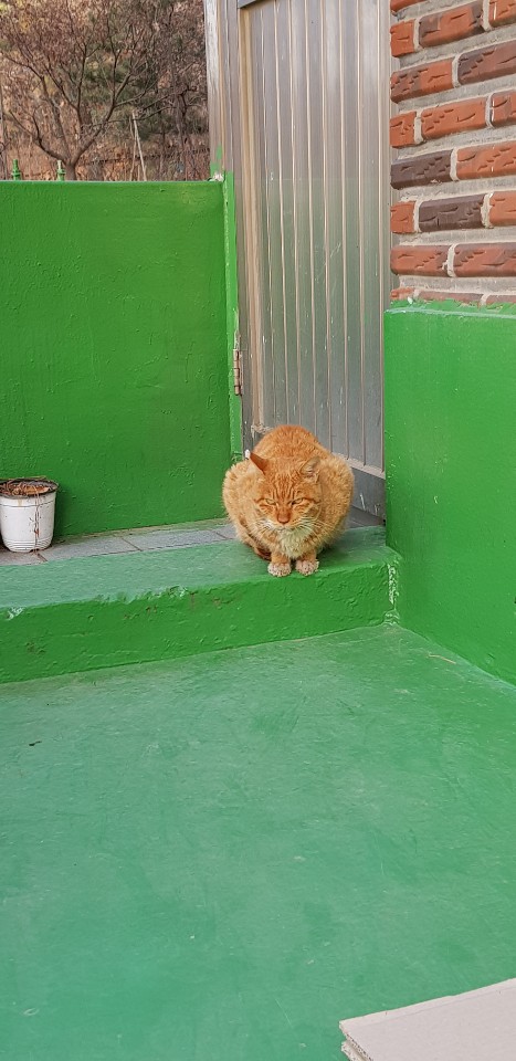 노랑이 방사후3.jpg