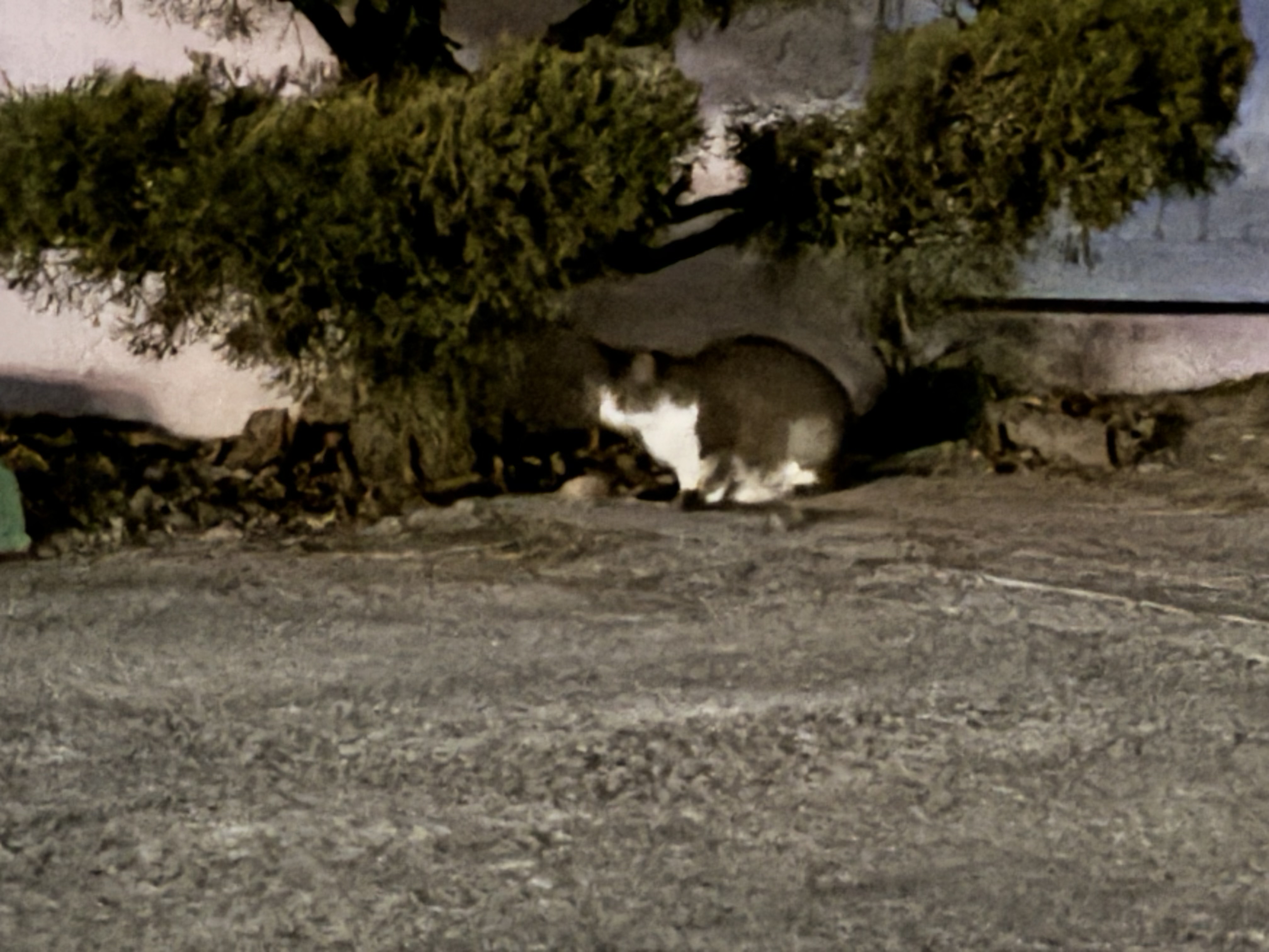 IMG_8649.jpeg