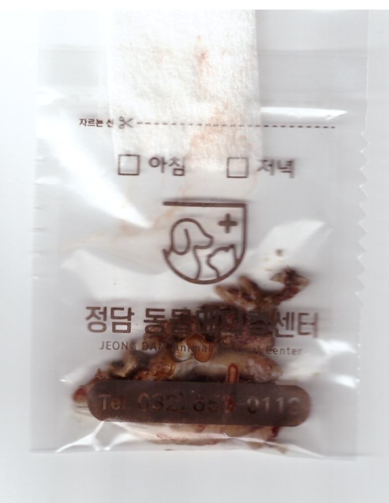 발치치아.jpg