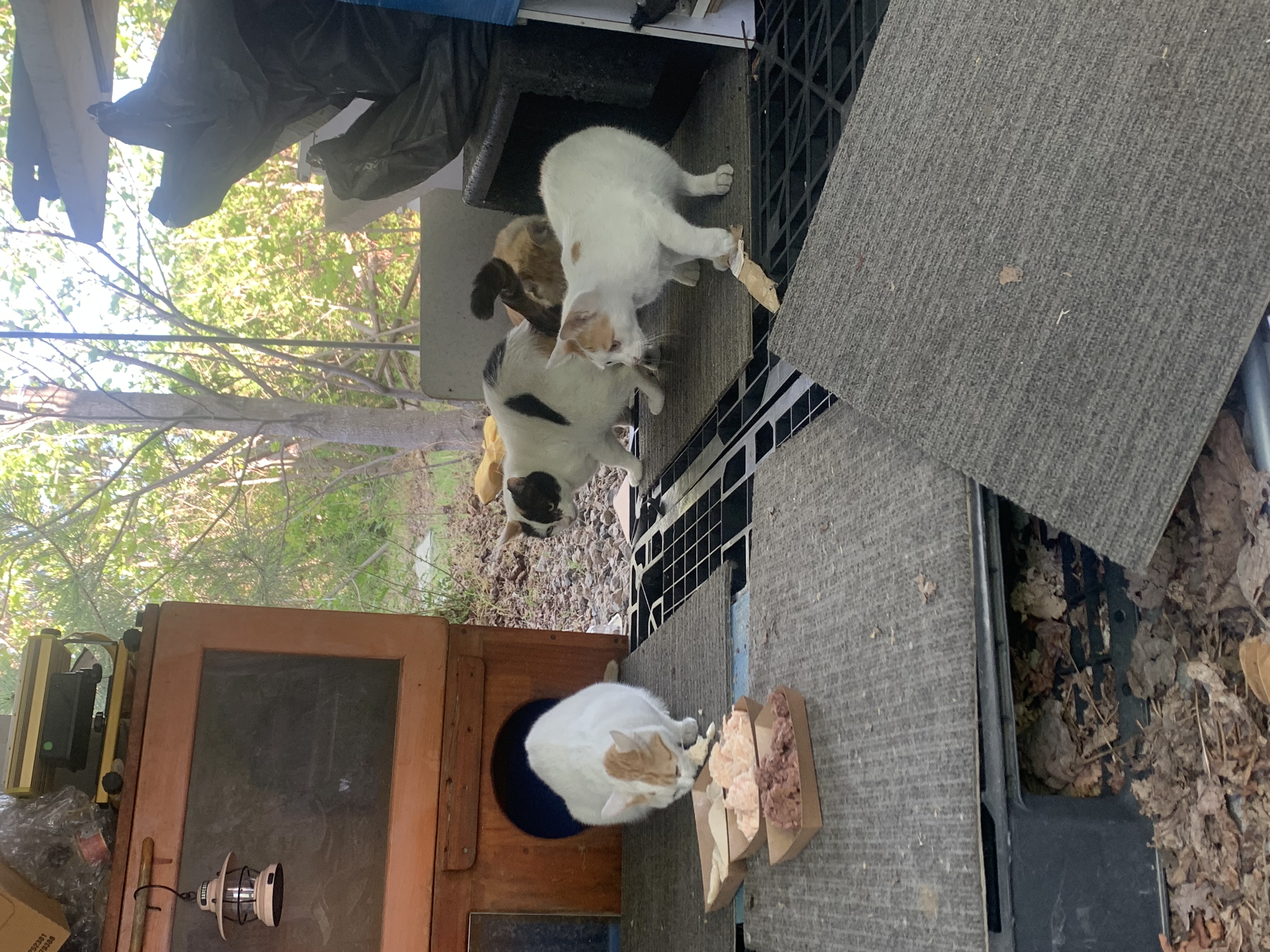 IMG_6595.jpeg