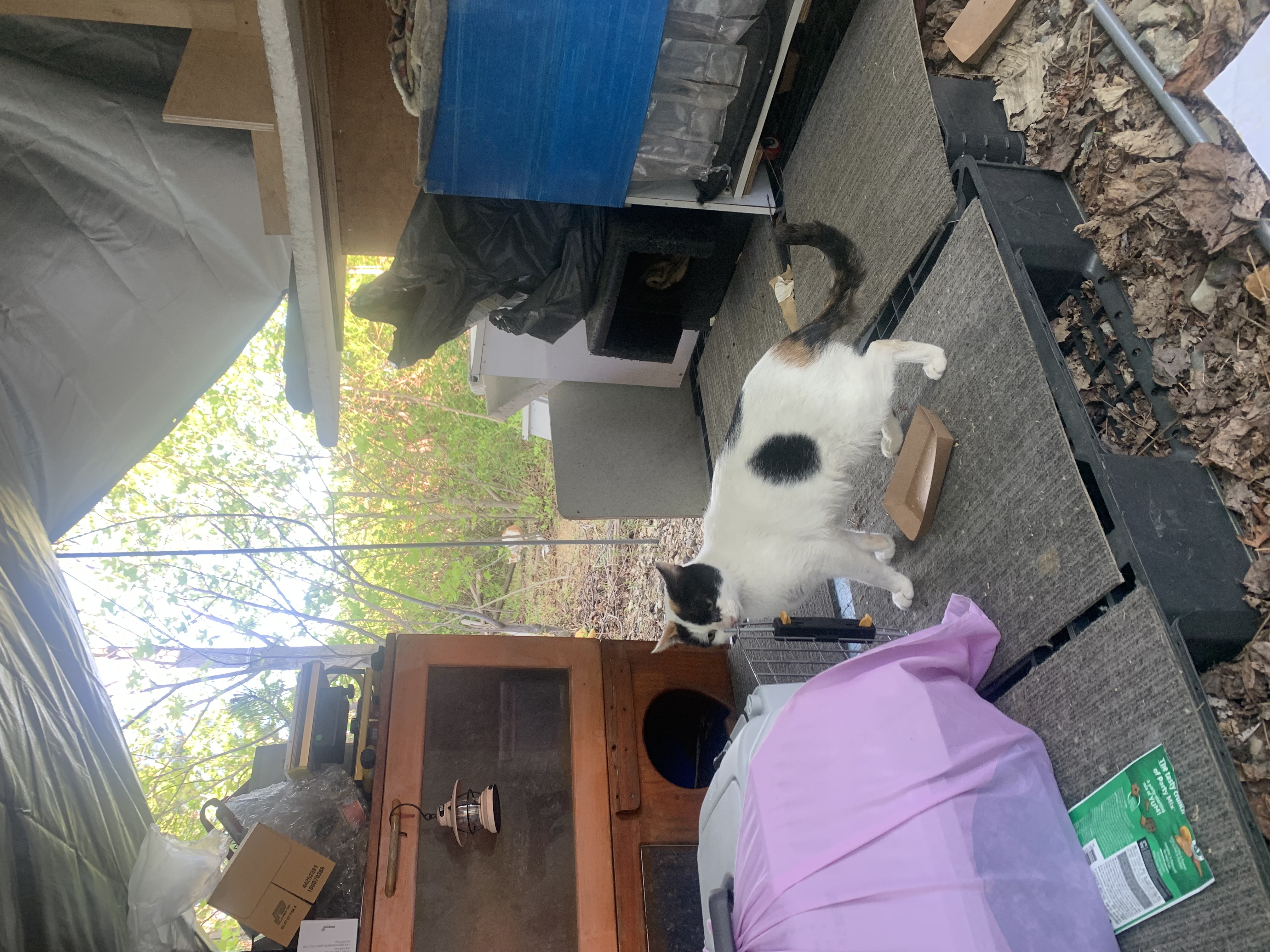 IMG_6591.jpeg