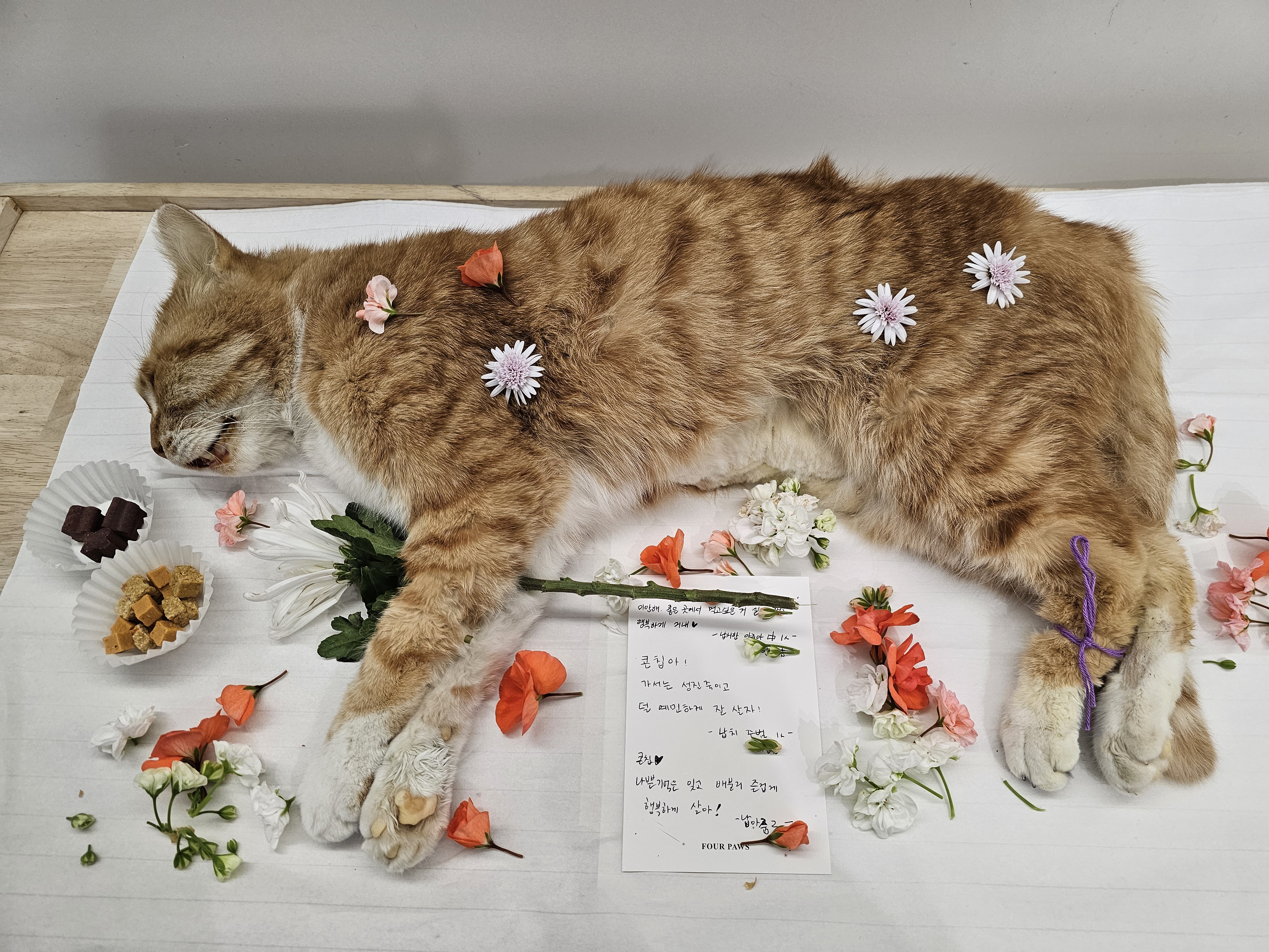 콘칩장례 (2).jpg