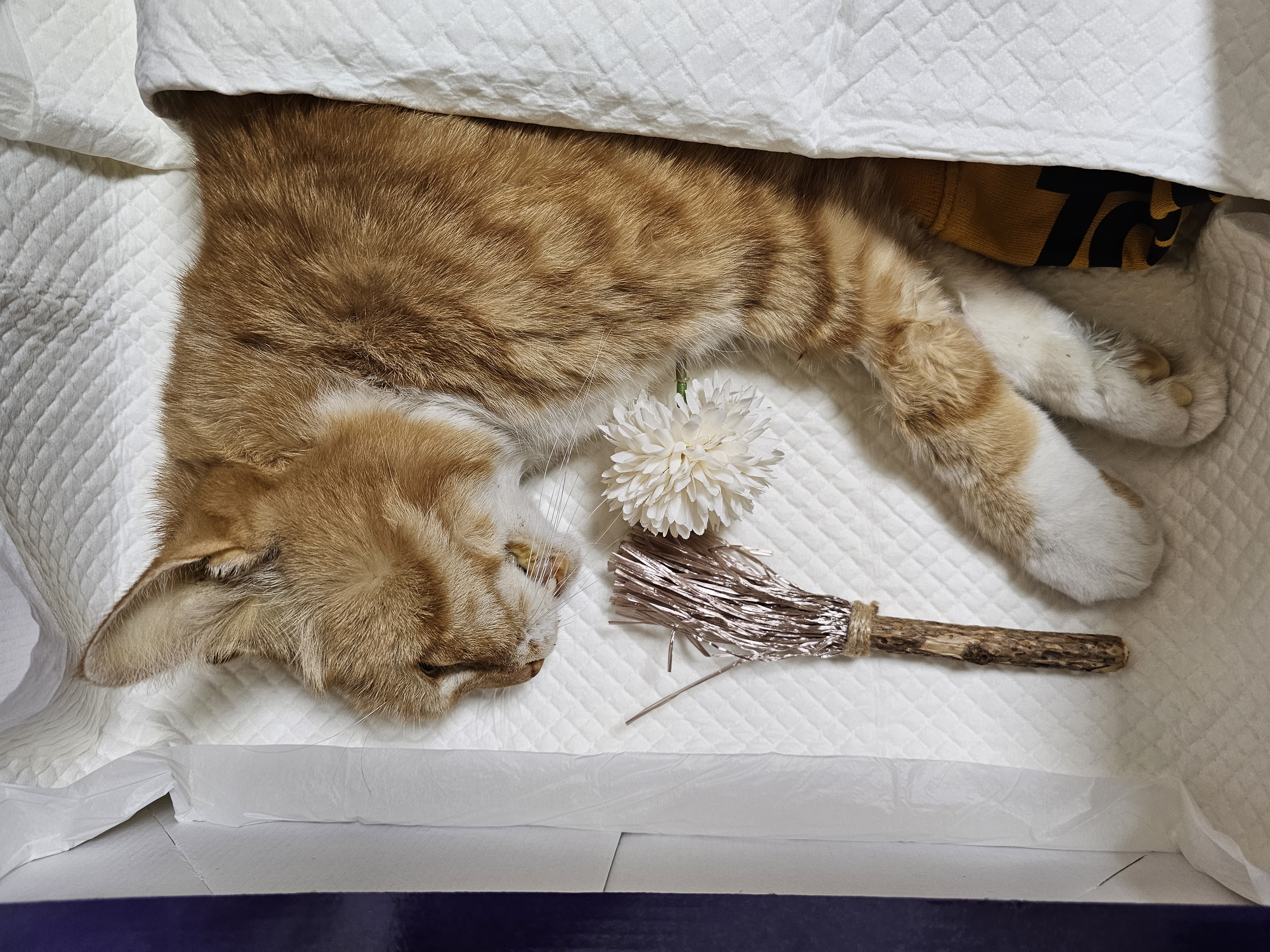 콘칩장례 (1).jpg