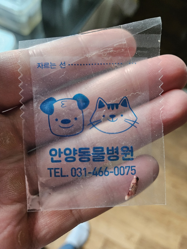 뽑은이빨.jpg