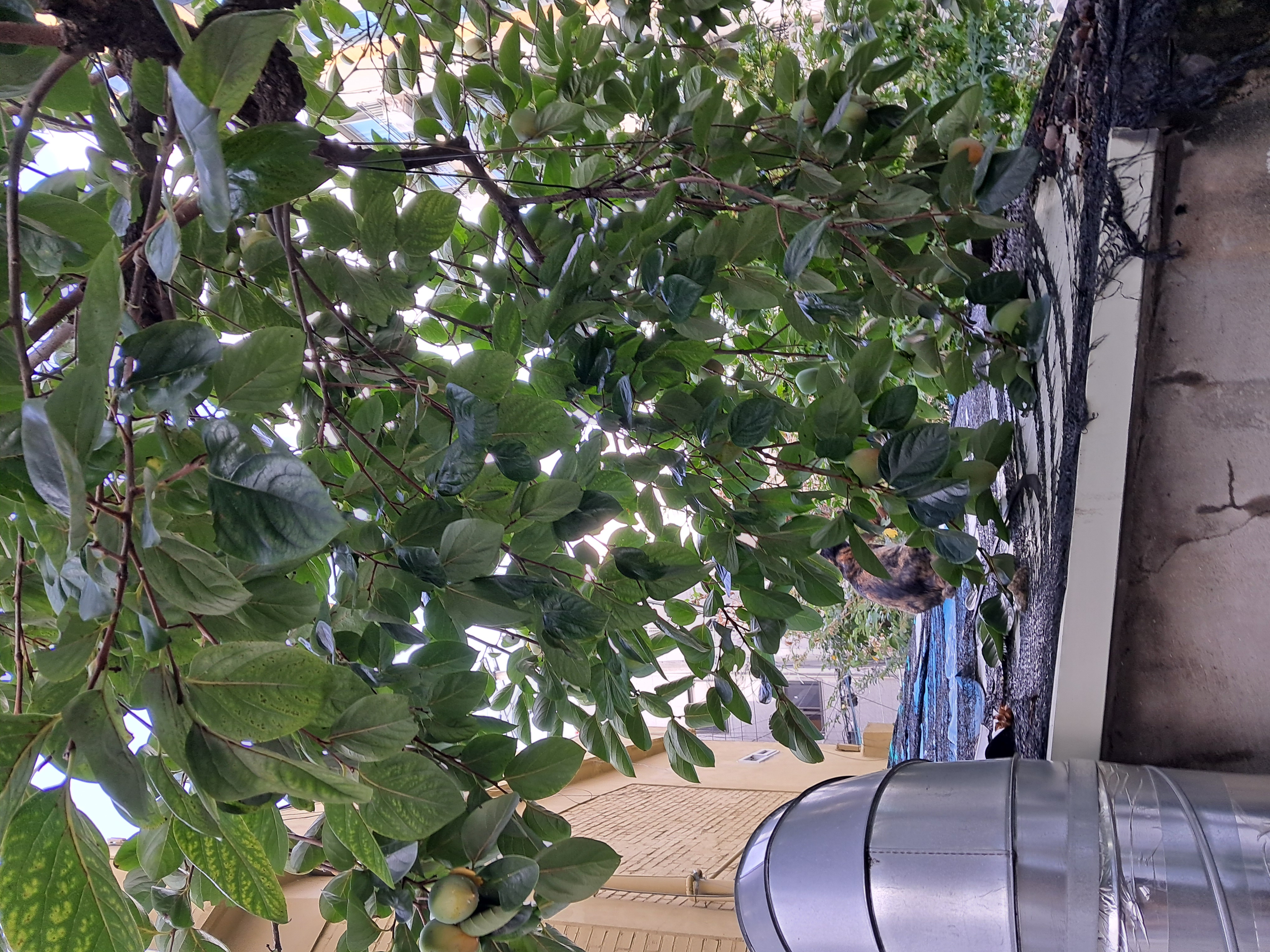 대추 방사후 지붕위.jpg