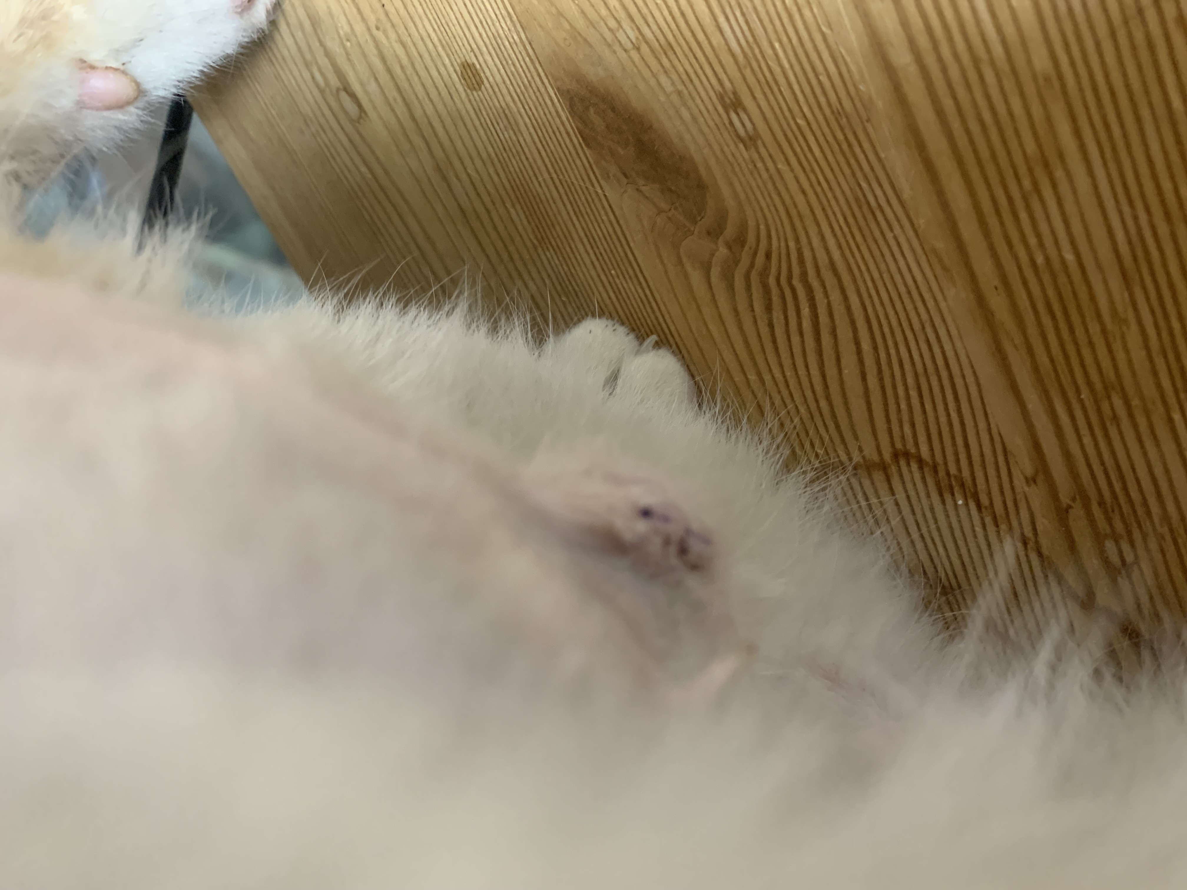 IMG_6521.jpeg