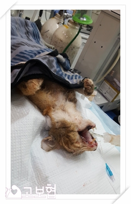 생강이 2.jpg