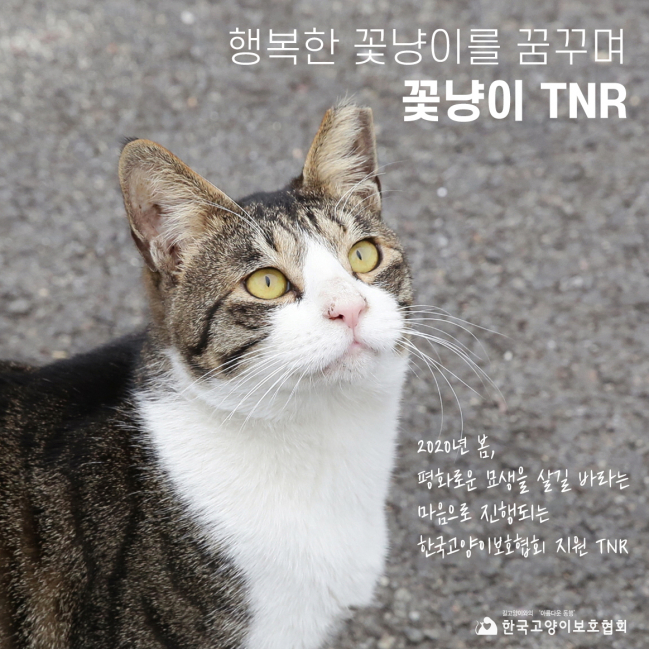 꽃냥이.jpg