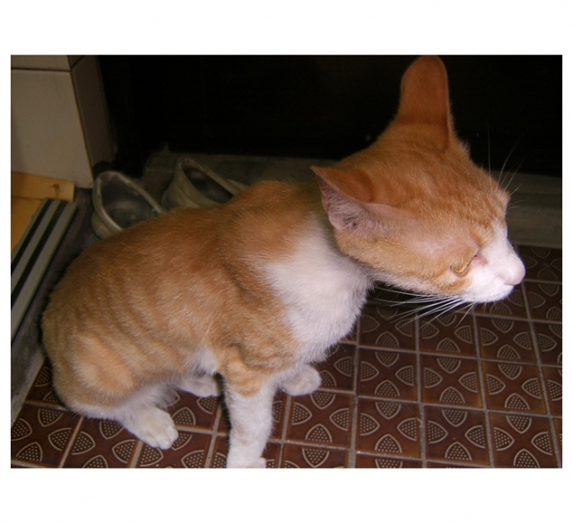 cats3.jpg
