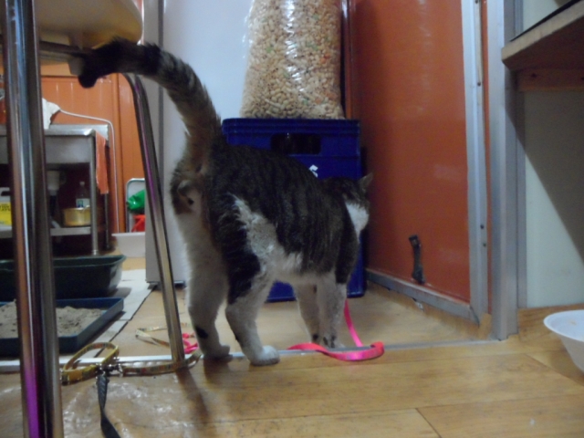 SAM_0803.JPG