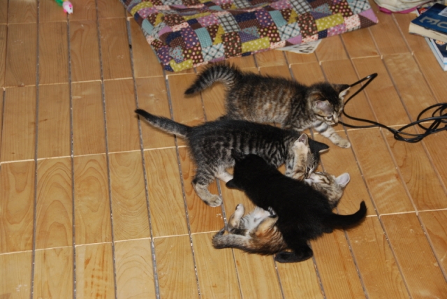DSC_3438.JPG