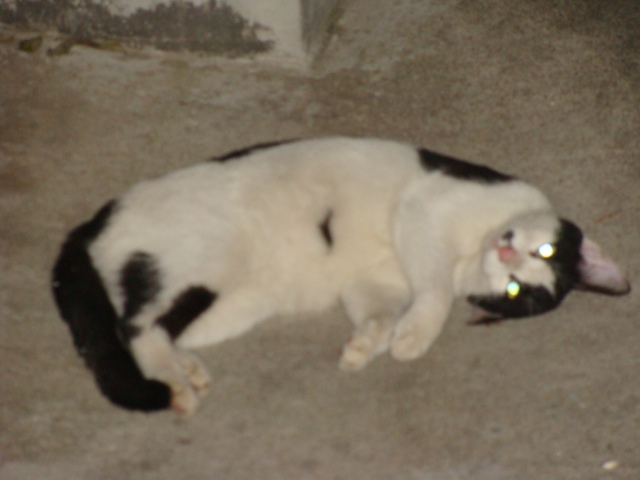 DSC02619.JPG