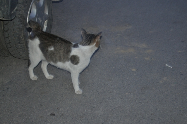 DSC_0398.JPG