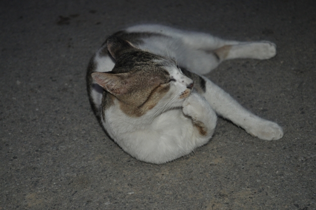 DSC_0407.JPG