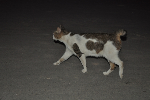 DSC_0412.JPG